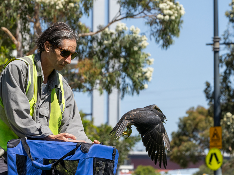 Oh no! One of the Collins Street falcon hatchlings had to be rescued after it was trapped in a skyscraper