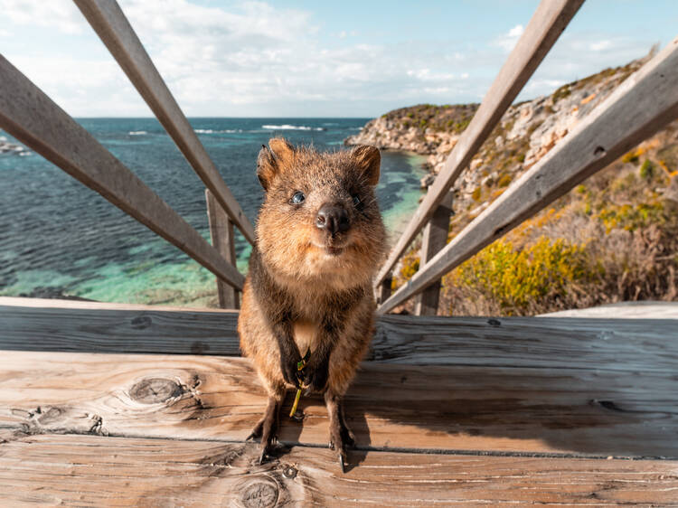 Rottnest Island