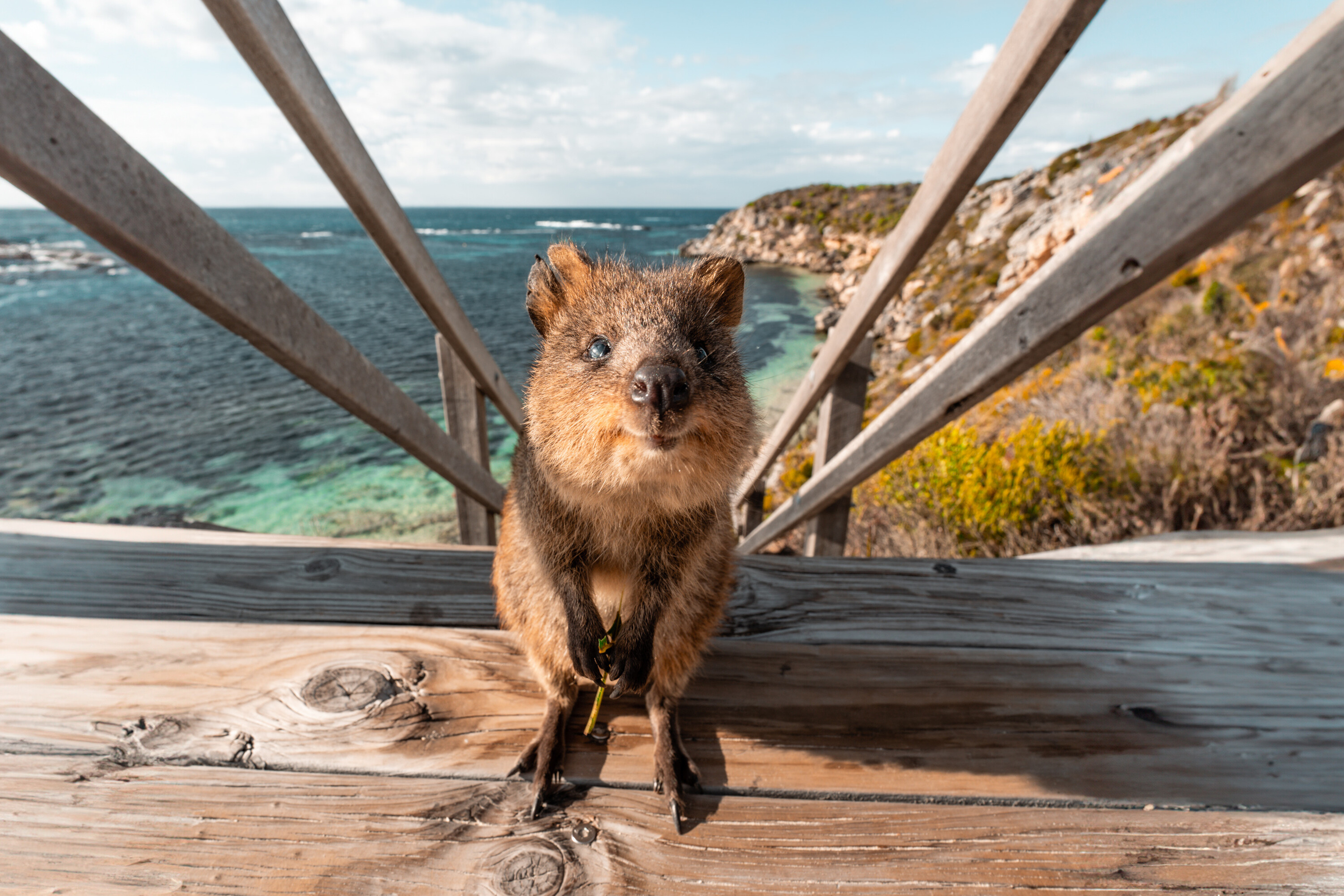 Quokka on Rottnest Island