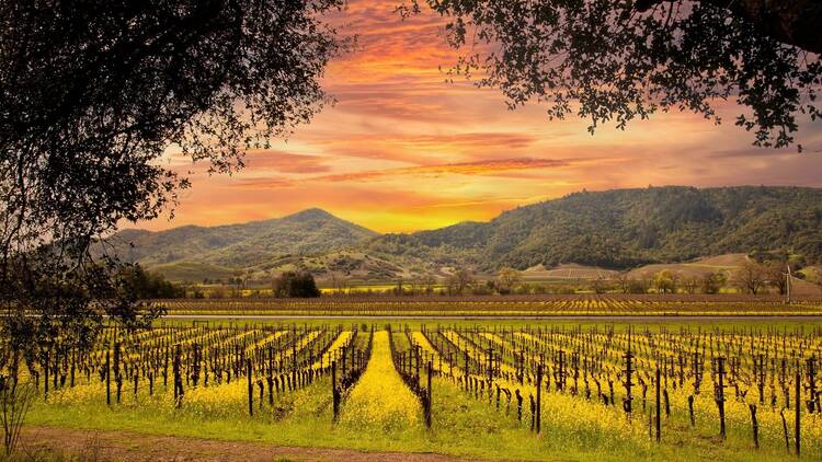 Napa, USA