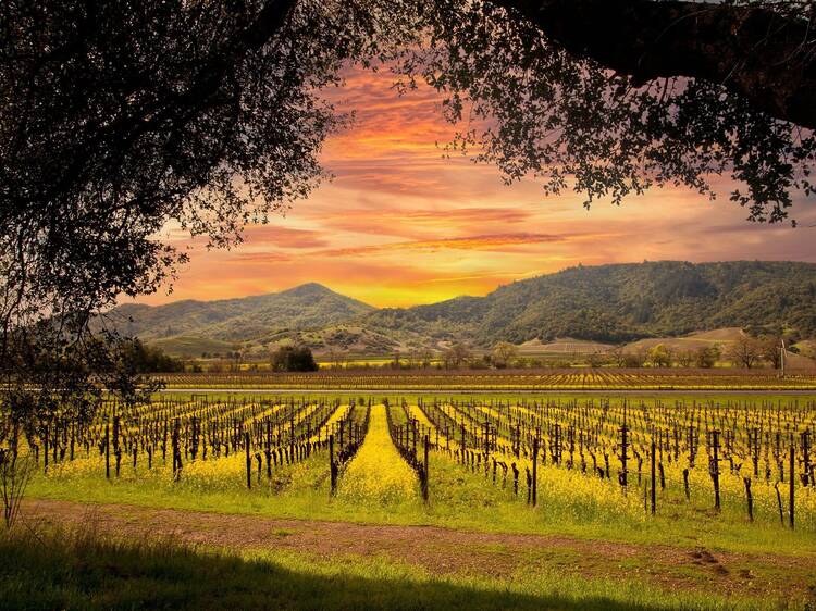 Napa, USA