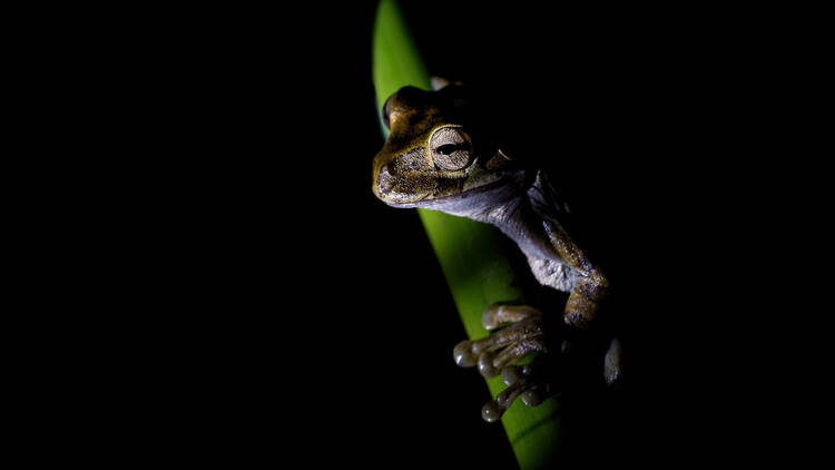 Find an after-dark wildlife show