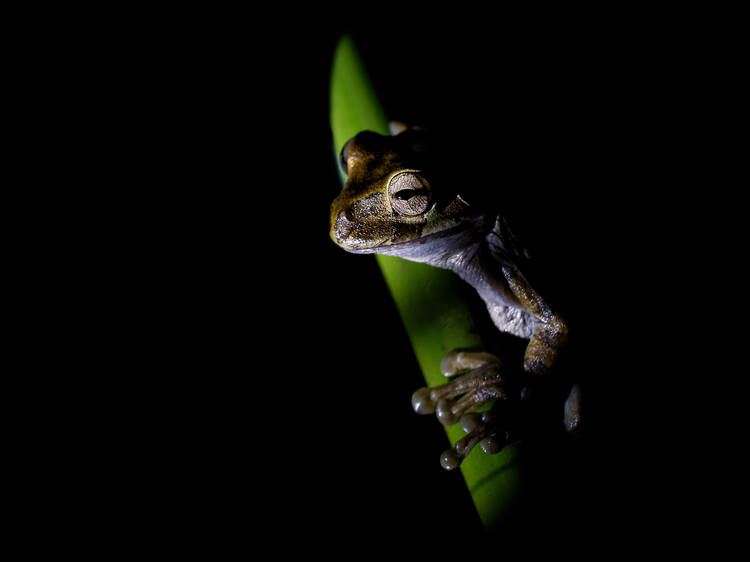 Find an after-dark wildlife show