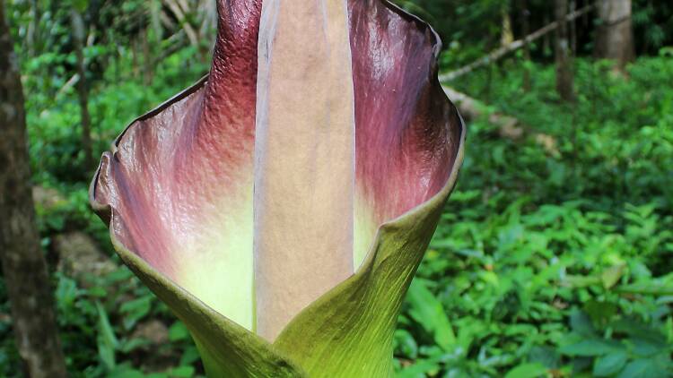 Amorphophallus or corpse flower blooms and smells like rotten meat.