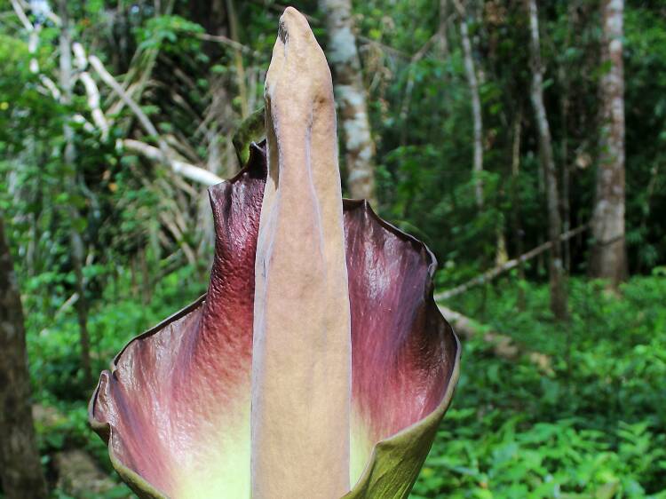 The giant smelly flower at Brooklyn Botanic Garden is about to bloom