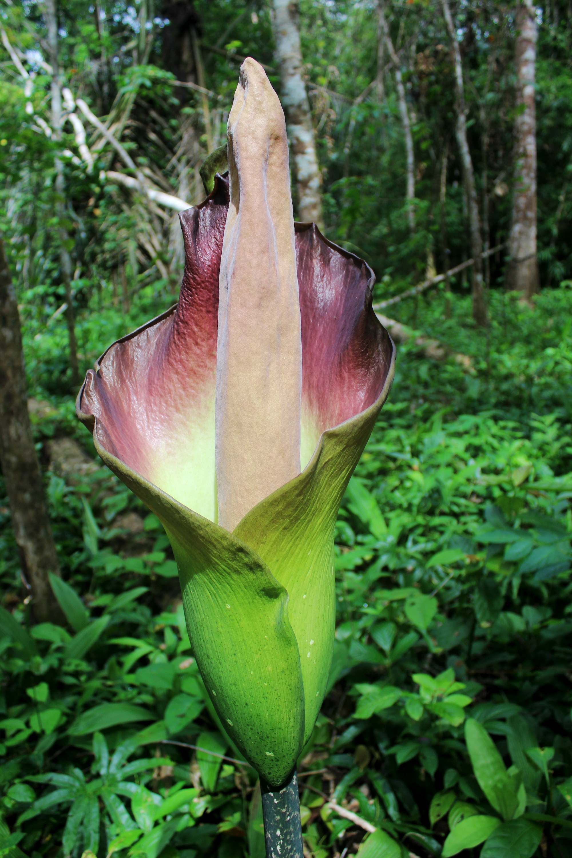 The giant smelly flower at Brooklyn Botanic Garden is about to bloom