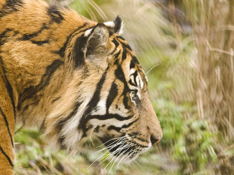 Edinburgh Zoo is offering an exclusive tiger feeding experience for £2,000