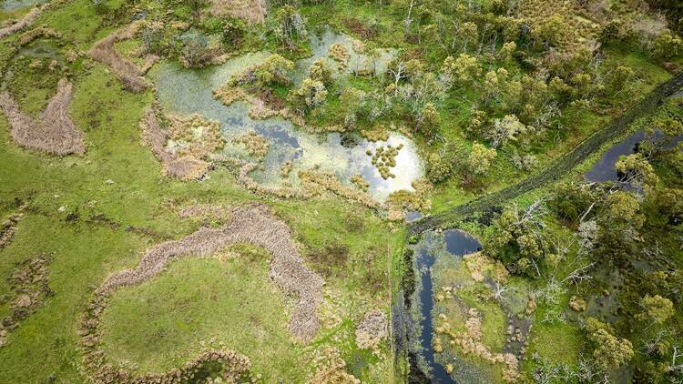 Discover the ancient aquaculture practices of the Gunditjmara people