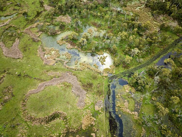 Discover the ancient aquaculture practices of the Gunditjmara people