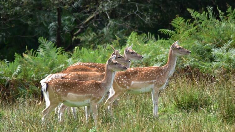 The New Forest Wildlife Park