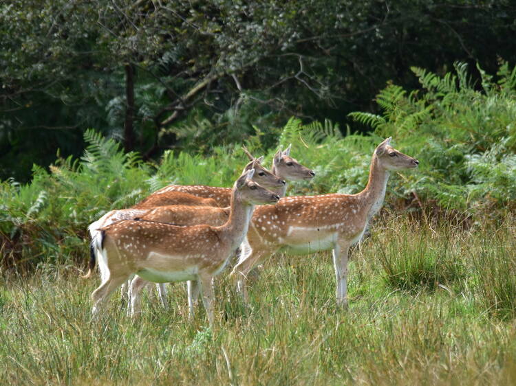 The New Forest Wildlife Park