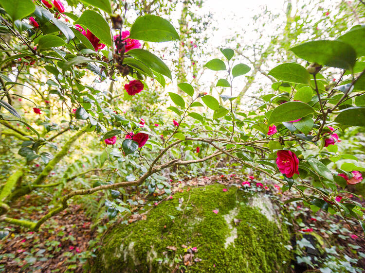 Em Sintra, há camélias a perder de vista, visitas guiadas e origami