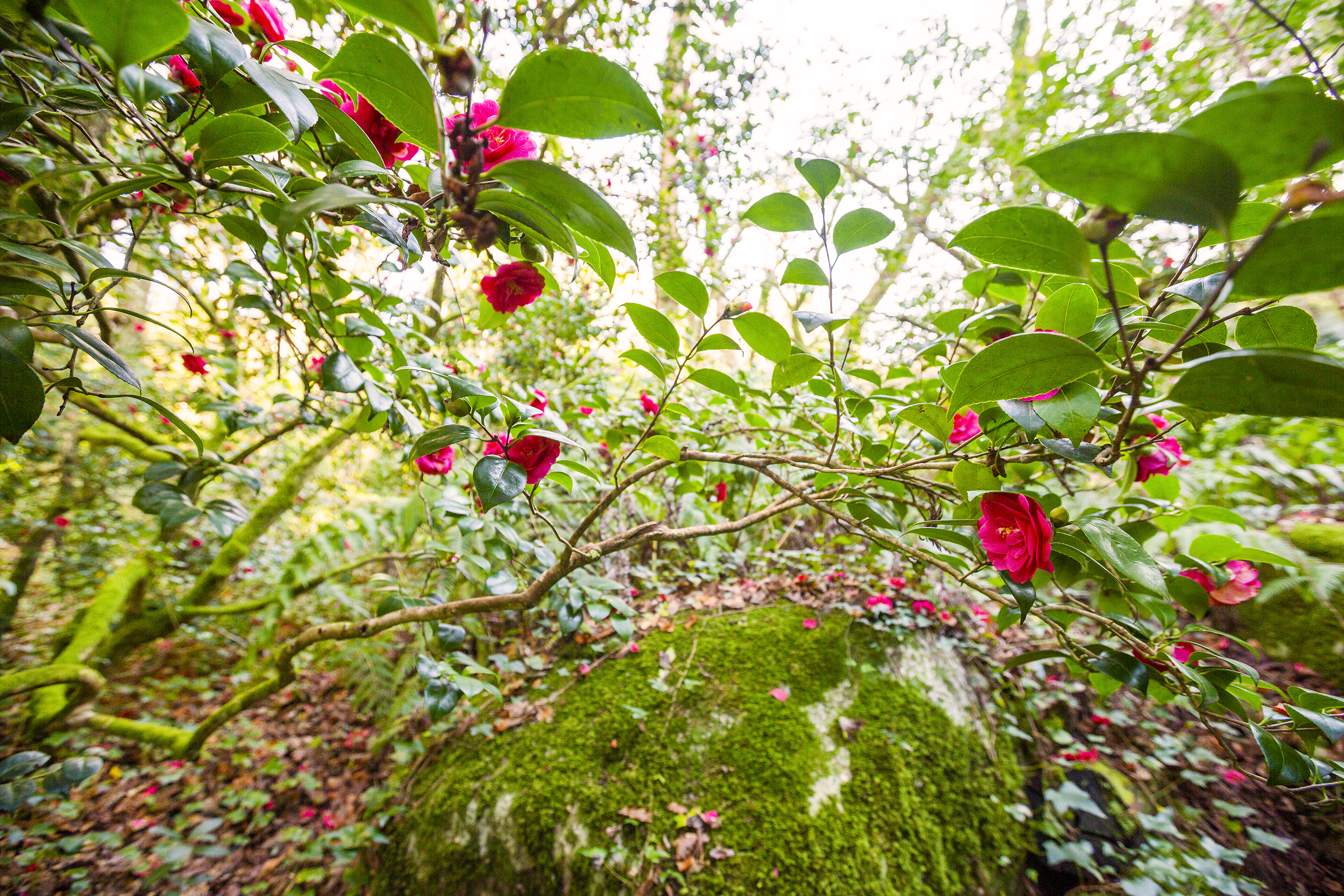 Em Sintra, há camélias a perder de vista, visitas guiadas e origami