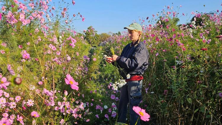 A person standing in a field of flowers, picking them.