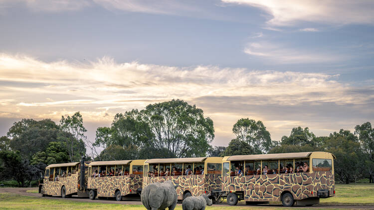 Sunset Safari