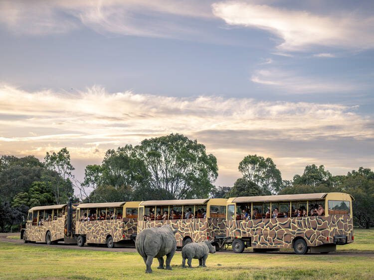 Sunset Safari