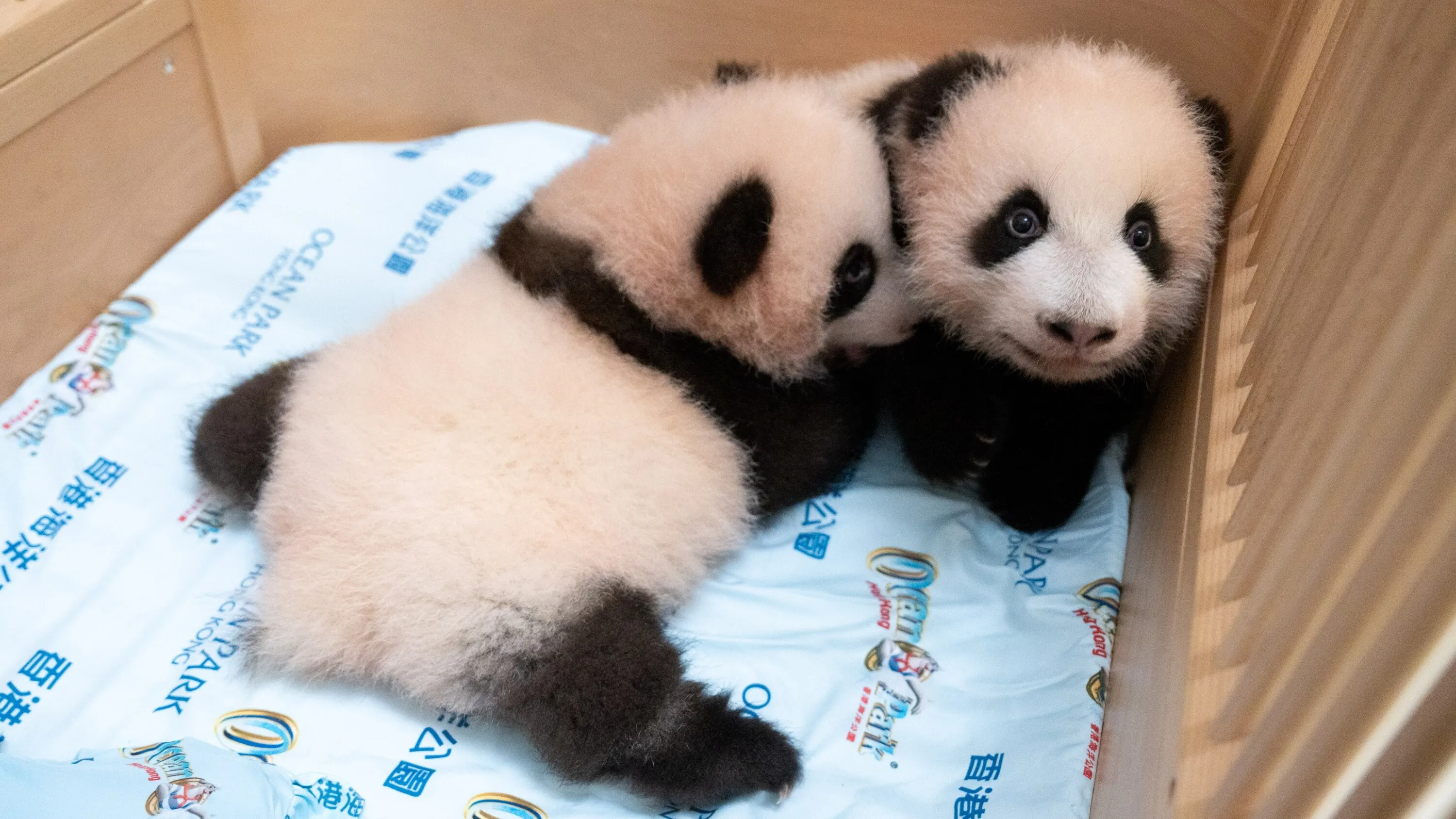 Hong Kong giant panda twin cubs