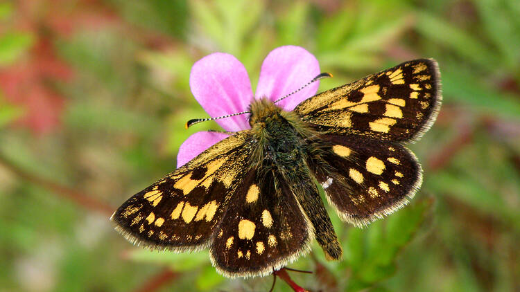 Photograph: Chequered skipper