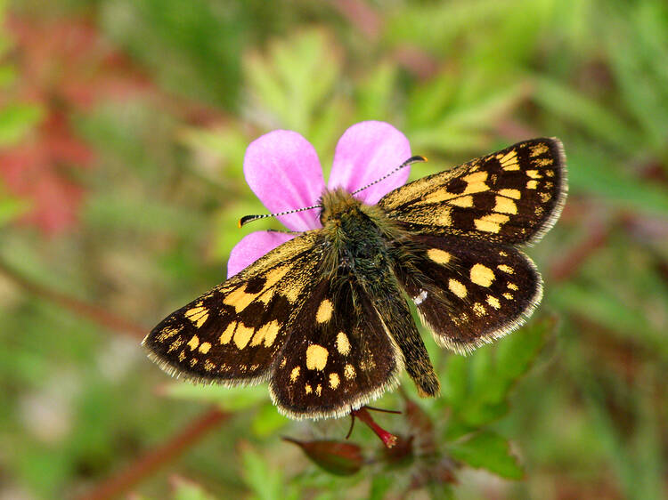 This beautiful, long-extinct butterfly has returned to the UK