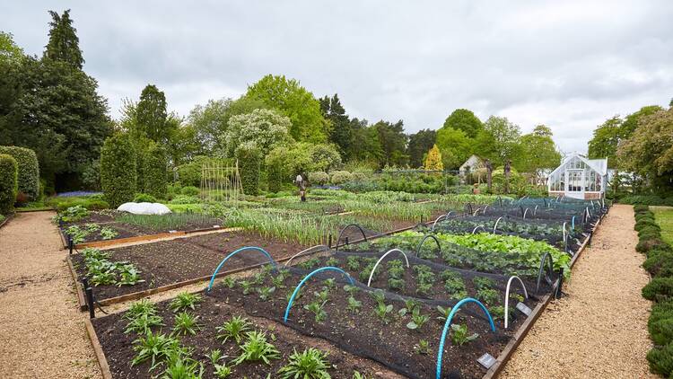 A large kitchen garden