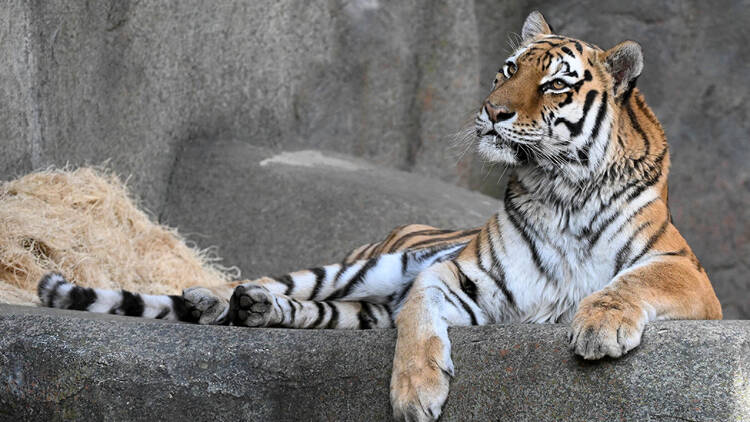 amur tiger