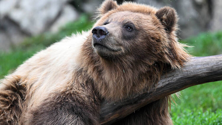 brown bear