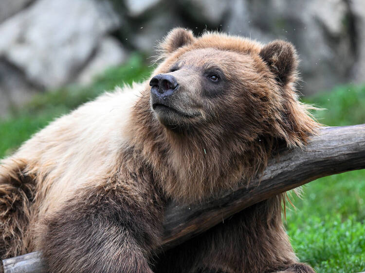 Brookfield Zoo Chicago