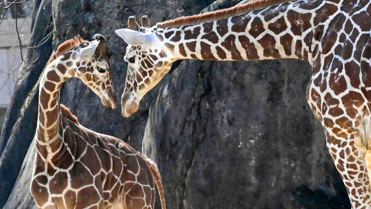 giraffes