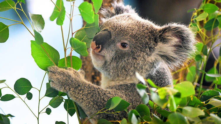 koala