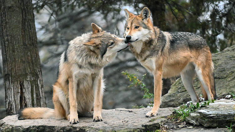 mexican wolves