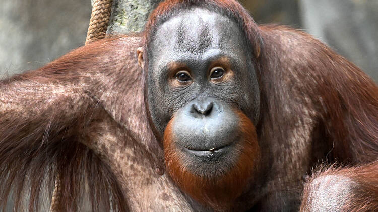 orangutan