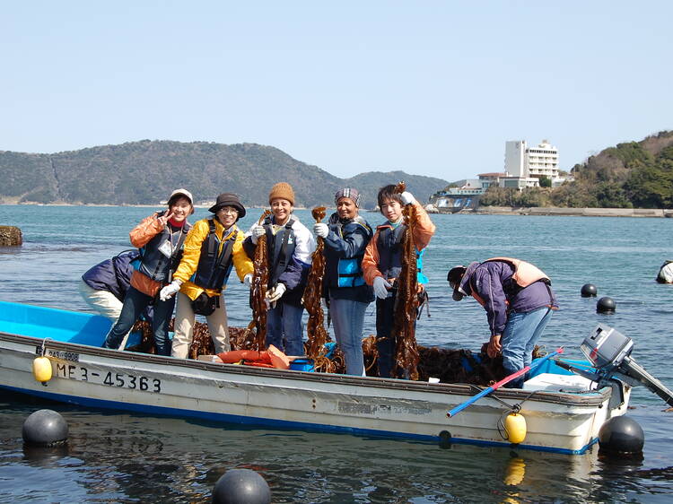 Cut through a mountain of kelp