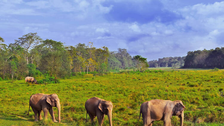 Chitwan National Park, Nepal