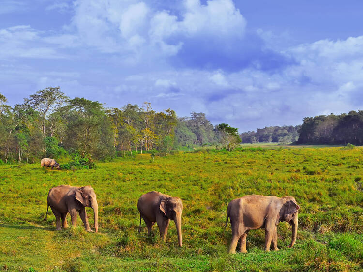 Chitwan National Park, Nepal