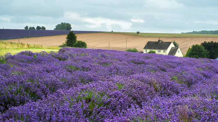 Cotswolds, UK