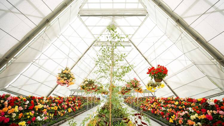 Begonias in full bloom in a greenhouse.