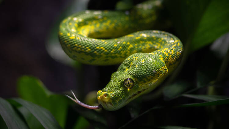 Wild Weekends at the L.A. Zoo: Lunar New Year