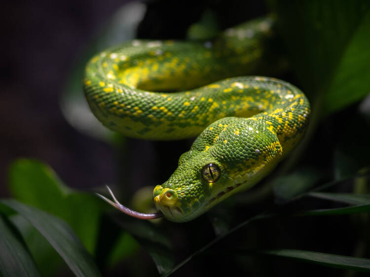 Wild Weekends at the L.A. Zoo: Lunar New Year