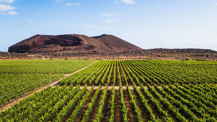 Go wine tasting at Reverón vineyard