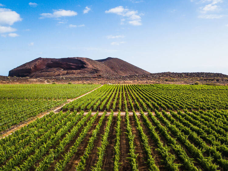 Go wine tasting at Reverón vineyard