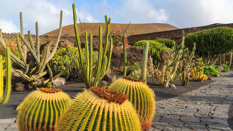 Jardín de Cactus