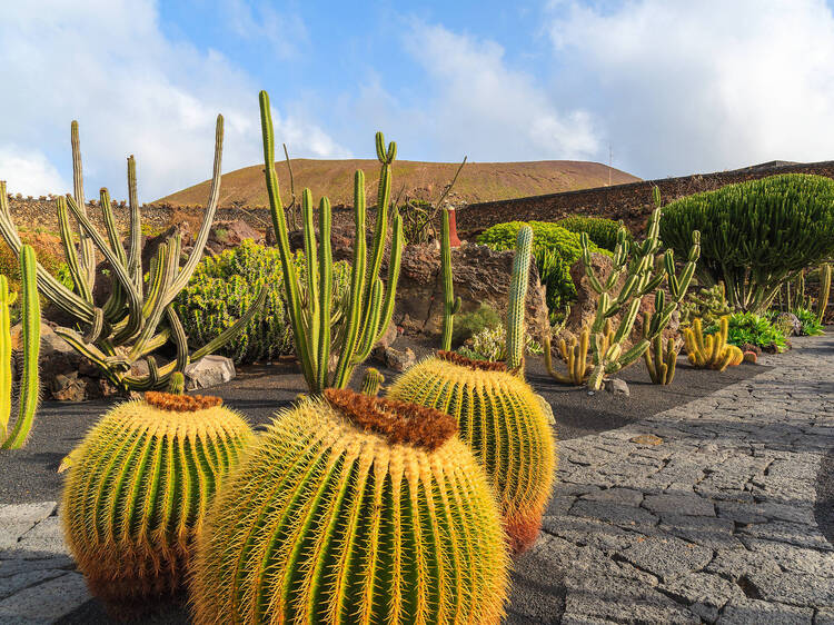 Jardín de Cactus