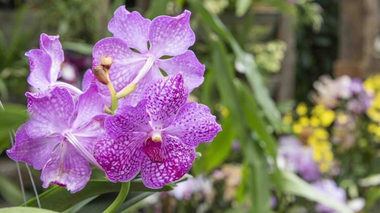 The Orchid Show: India Blooms