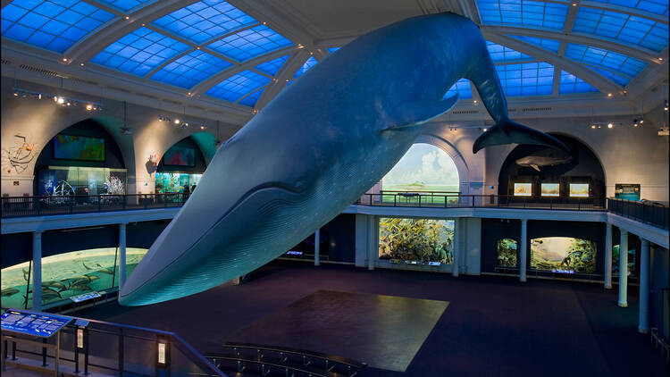 Hall of Ocean Life at the American Museum of Natural History