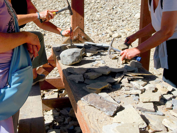 You can dig for your own fossils in a secluded corner of Washington