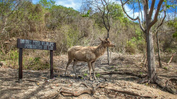 West Bali National Park