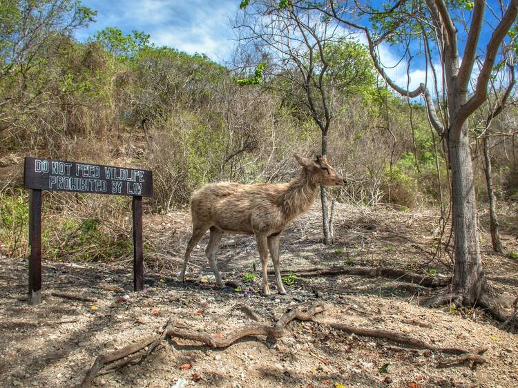 West Bali National Park