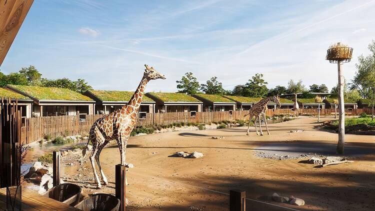 A generated image of giraffes outside brand new lodges 