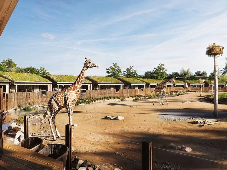 This northern zoo is launching lodges with the ‘ultimate African safari experience’