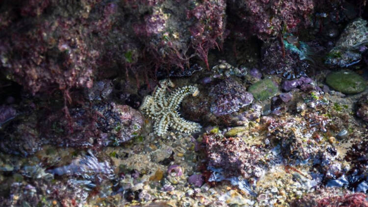 Caminhar na Área Marinha Protegida das Avencas